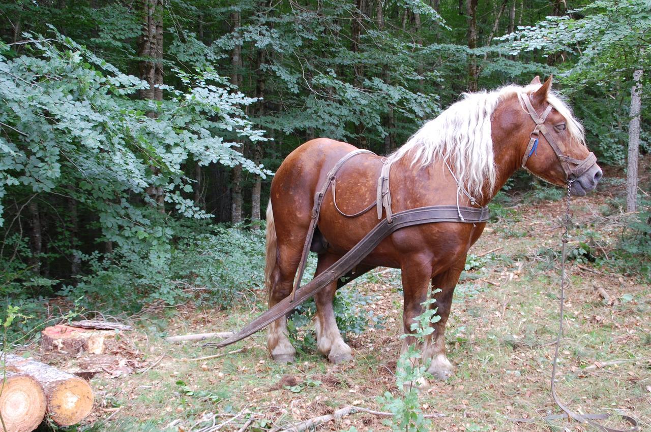Rifugio Casello Margherita Camigliatello Silano Zewnętrze zdjęcie